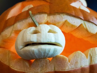 pumpkin eating pumpkin carved cycling